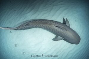 Tiger Shark, Galeocerdo cuvier. At Tiger Beach; a famous shark diving site on Little Bahama Bank in the Bahamas.