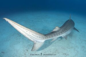 Tiger Shark, Galeocerdo cuvier. At Tiger Beach; a famous shark diving site on Little Bahama Bank in the Bahamas.