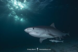 Tiger Shark, Galeocerdo cuvier. At Tiger Beach; a famous shark diving site on Little Bahama Bank in the Bahamas.