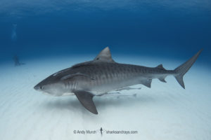Tiger Shark, Galeocerdo cuvier. At Tiger Beach; a famous shark diving site on Little Bahama Bank in the Bahamas.