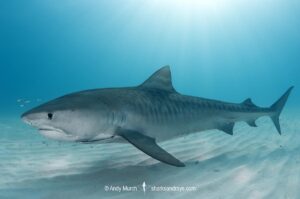Tiger Shark, Galeocerdo cuvier. At Tiger Beach; a famous shark diving site on Little Bahama Bank in the Bahamas.