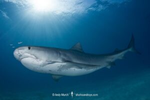 Tiger Shark, Galeocerdo cuvier. At Tiger Beach; a famous shark diving site on Little Bahama Bank in the Bahamas.