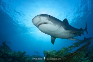 Tiger Shark, Galeocerdo cuvier. At Tiger Beach; a famous shark diving site on Little Bahama Bank in the Bahamas.