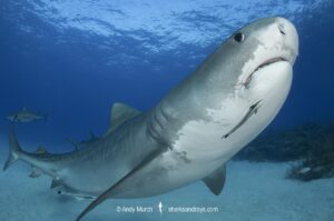 Tiger Shark, Galeocerdo cuvier. At Tiger Beach; a famous shark diving site on Little Bahama Bank in the Bahamas.
