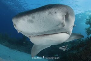 Tiger Shark, Galeocerdo cuvier. At Tiger Beach; a famous shark diving site on Little Bahama Bank in the Bahamas.