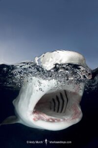 Tiger Shark, Galeocerdo cuvier. At Tiger Beach; a famous shark diving site on Little Bahama Bank in the Bahamas.