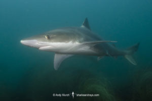 Tope Shark