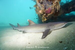 Whitetip Reef Shark, Triaenodon obesus. A wide ranging species commonly encountered on shallow reefs throughout the tropical indo-Pacific. Exmouth Navy Pier, Ningaloo Reef, Australia, Indian Ocean.