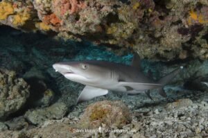 Whitetip Reef Shark, Triaenodon obesus. A wide ranging species commonly encountered on shallow reefs throughout the tropical indo-Pacific. Kerama Islands, Japan.