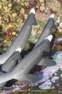 Whitetip Reef Shark, Triaenodon obesus. A wide ranging species commonly encountered on shallow reefs throughout the tropical indo-Pacific. Roca Partida, Socorro, Mexico.