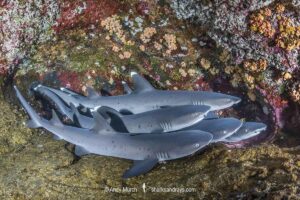 Whitetip Reef Shark, Triaenodon obesus. A wide ranging species commonly encountered on shallow reefs throughout the tropical indo-Pacific. Roca Partida, Socorro, Mexico.