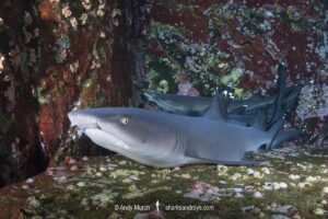Whitetip Reef Shark, Triaenodon obesus. A wide ranging species commonly encountered on shallow reefs throughout the tropical indo-Pacific. Roca Partida, Socorro, Mexico.