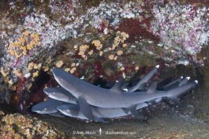 Whitetip Reef Shark, Triaenodon obesus. A wide ranging species commonly encountered on shallow reefs throughout the tropical indo-Pacific. Roca Partida, Socorro, Mexico.