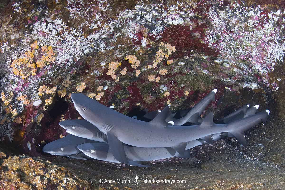 Whitetip Reef Shark 070 | Sharks and Rays