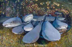Whitetip Reef Shark, Triaenodon obesus. A wide ranging species commonly encountered on shallow reefs throughout the tropical indo-Pacific. Roca Partida, Socorro, Mexico.