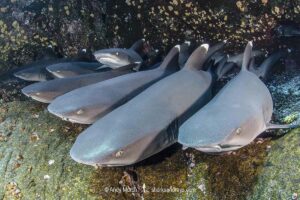 Whitetip Reef Shark, Triaenodon obesus. A wide ranging species commonly encountered on shallow reefs throughout the tropical indo-Pacific. Roca Partida, Socorro, Mexico.