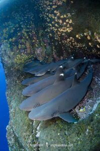 Whitetip Reef Shark, Triaenodon obesus. A wide ranging species commonly encountered on shallow reefs throughout the tropical indo-Pacific. Roca Partida, Socorro, Mexico.