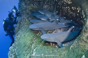 Whitetip Reef Shark, Triaenodon obesus. A wide ranging species commonly encountered on shallow reefs throughout the tropical indo-Pacific. Roca Partida, Socorro, Mexico.
