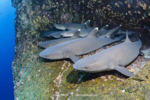 Whitetip Reef Shark, Triaenodon obesus. A wide ranging species commonly encountered on shallow reefs throughout the tropical indo-Pacific. Roca Partida, Socorro, Mexico.
