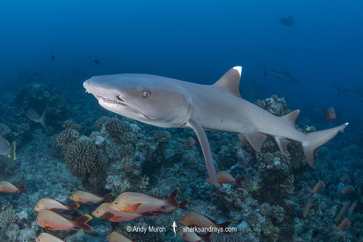 Whitetip Reef Shark - Triaenodon obesus