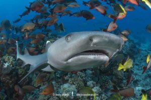 Whitetip Reef Shark, Triaenodon obesus. A wide ranging species commonly encountered on shallow reefs throughout the tropical indo-Pacific. White Valley, Tahiti, South Pacific.