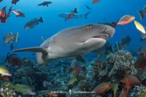 Whitetip Reef Shark, Triaenodon obesus. A wide ranging species commonly encountered on shallow reefs throughout the tropical indo-Pacific. White Valley, Tahiti, South Pacific.