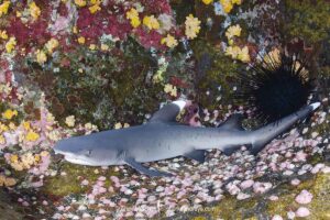 Whitetip Reef Shark, Triaenodon obesus. A wide ranging species commonly encountered on shallow reefs throughout the tropical indo-Pacific. Roca Partida, Socorro, Mexico.