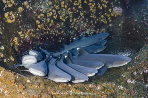 Whitetip Reef Shark, Triaenodon obesus. A wide ranging species commonly encountered on shallow reefs throughout the tropical indo-Pacific. Roca Partida, Socorro, Mexico.