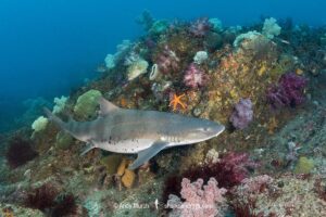 Banded Houndshark, Triakis scyllium, Tateyama, Chiba, Japan, Northwest Pacific Ocean.