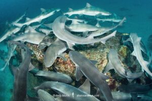 Banded Houndshark, Triakis scyllium, Tateyama, Chiba, Japan, Northwest Pacific Ocean.