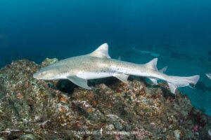Banded Houndshark, Triakis scyllium, Tateyama, Chiba, Japan, Northwest Pacific Ocean.