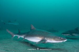 Banded Houndshark, Triakis scyllium, Tateyama, Chiba, Japan, Northwest Pacific Ocean.