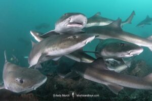 Banded Houndshark, Triakis scyllium, Tateyama, Chiba, Japan, Northwest Pacific Ocean.