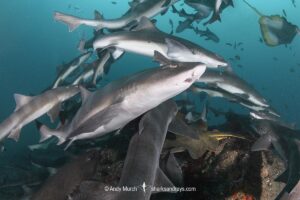 Banded Houndshark, Triakis scyllium, Tateyama, Chiba, Japan, Northwest Pacific Ocean.