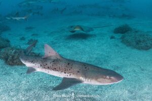 Banded Houndshark, Triakis scyllium, Tateyama, Chiba, Japan, Northwest Pacific Ocean.