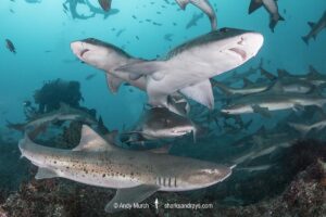 Banded Houndshark, Triakis scyllium, Tateyama, Chiba, Japan, Northwest Pacific Ocean.