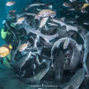 Banded Houndshark, Triakis scyllium, Tateyama, Chiba, Japan, Northwest Pacific Ocean.