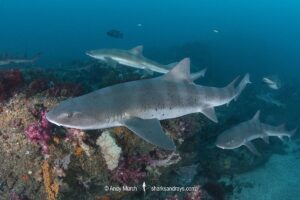 Banded Houndshark, Triakis scyllium, Tateyama, Chiba, Japan, Northwest Pacific Ocean.