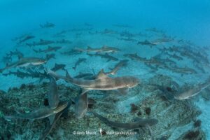Banded Houndshark, Triakis scyllium, Tateyama, Chiba, Japan, Northwest Pacific Ocean.