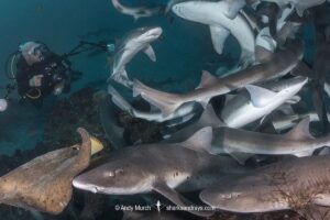 Banded Houndshark, Triakis scyllium, Tateyama, Chiba, Japan, Northwest Pacific Ocean.