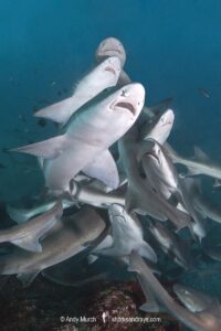 Banded Houndshark, Triakis scyllium, Tateyama, Chiba, Japan, Northwest Pacific Ocean.