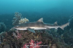 Banded Houndshark, Triakis scyllium, Tateyama, Chiba, Japan, Northwest Pacific Ocean.