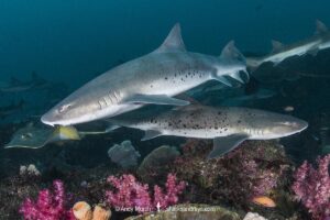 Banded Houndshark, Triakis scyllium, Tateyama, Chiba, Japan, Northwest Pacific Ocean.