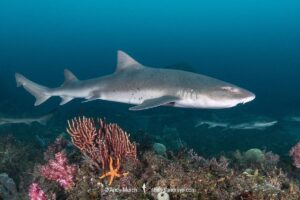 Banded Houndshark, Triakis scyllium, Tateyama, Chiba, Japan, Northwest Pacific Ocean.