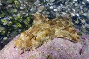 Banded Wobbegong Shark (Orectolobus halei). Originally thought to be the adult of the Ornate Wobbegong (Orectolobus ornatus). Fish Rock, South West Rocks, New South Wales, Australia.