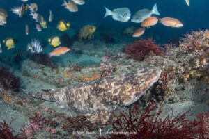 Blotchy Swellshark, Cephaloscyllium umbratile, aka Japanese swell shark. Tateyama, Chiba Prefecture, Honshu, Japan, Sea of Japan.