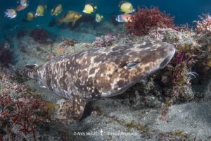 Blotchy Swellshark, Cephaloscyllium umbratile, aka Japanese swell shark. Tateyama, Chiba Prefecture, Honshu, Japan, Sea of Japan.