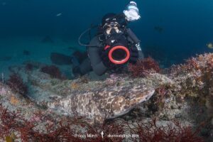 Blotchy Swellshark, Cephaloscyllium umbratile, aka Japanese swell shark. Tateyama, Chiba Prefecture, Honshu, Japan, Sea of Japan.