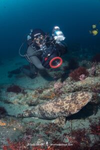 Blotchy Swellshark, Cephaloscyllium umbratile, aka Japanese swell shark. Tateyama, Chiba Prefecture, Honshu, Japan, Sea of Japan.
