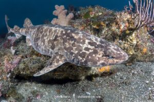 Blotchy Swellshark, Cephaloscyllium umbratile, aka Japanese swell shark. Tateyama, Chiba Prefecture, Honshu, Japan, Sea of Japan.